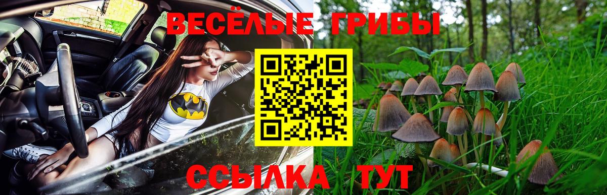 Можга  Псилоцибиновые грибы Psilocybe  Вход с VPN 